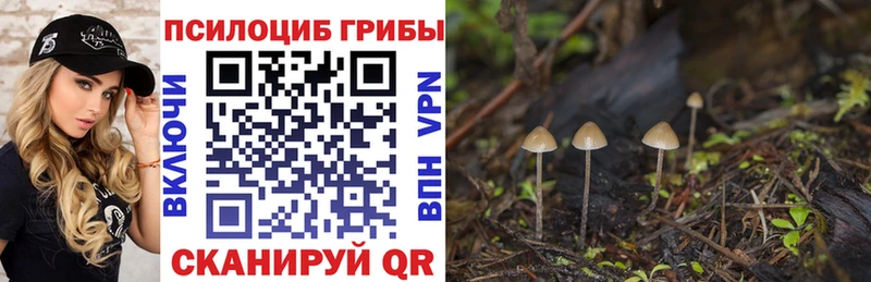цена   Гусиноозёрск  Псилоцибиновые грибы Psilocybe 